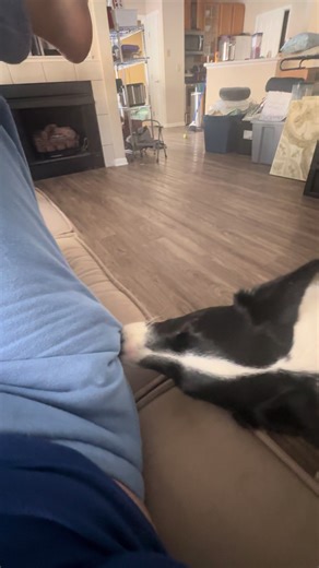 Don’t mind the mess! We’re in the process of moving but Patty still steals paper towels out of my pockets.