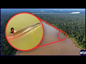10 Deadliest Amazon River Monsters