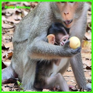 8.2K views · 344 reactions | So Poor! baby monkey crying very hurt with terrified this crazy female monkey!! | RESEP Monkey | Facebook
