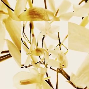 GABRIELLE CHANEL est un parfum floral, radieux et purement féminin imaginé autour de 4 points de lumière : 4 fleurs blanches. À découvrir sur chanel.com/-TheChanelGabrielleFragrance | CHANEL