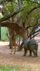 2.9K views · 37 reactions | Animal In WildLife on Reels | Facebook