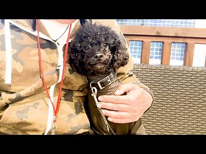 プードルを甘やかし過ぎて育てた結果こうなりました