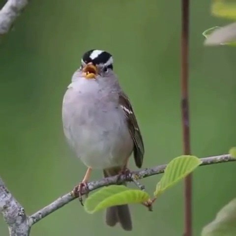 12K views · 3.3K reactions | White-crowned sparrow (Zonotrichia leucophrys) | BIRDS & Nature | Facebook