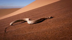 96K views · 166 reactions | Austrálie a Afrika jsou světem extrémů, kde je těžké přežít. Od pouští, přes džungle, až po větrné ostrovy však těmto prostředím dominují jako špičkoví predátoři hadi. Přizpůsobení se extrémním podmínkám je tajemstvím úspěchu života.  ➡️ Australský dokumentární seriál Extremní hadi sledujte dnes ve 21.10 na Prima ZOOM. | Prima ZOOM | Facebook