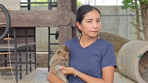 137K views · 1.8K reactions | ปฎิบัติการจับ #ลิงตึก ได้เกือบ 1,000 ตัวแล้ว ขณะที่คนเคยเลี้ยงลิงเผย สบายใจคนมีความสุขลิงก็มีความสุข | MGR Online ภาคกลาง-ตะวันออก | Facebook