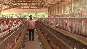31K views · 1.7K reactions | The Mother of Broiler Hen /Broiler Hen Breeding poultry Farm /Modern poultry Breeder Farm in India #Broilerchikenfarm#broilerhenbreeding | My Nature India Foundation | Facebook