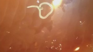 Woman finds worms crawling on fish purchased from grocery store