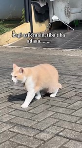 166K views · 7.7K reactions | Produknya di sini yah bunda  https://s.shopee.co.id/30ZDv4q572?share_channel_code=4 (Pororo Shop <3) | Fans pororo tiktok53 | Facebook