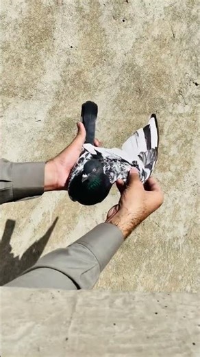 “Beautiful Pigeon 🕊️ | Amazing Bird Video”