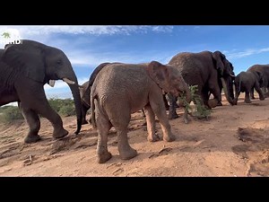 Milk Bottles with Baby Elephant Khanyisa & Gentle Walks with Giants 🐘✨