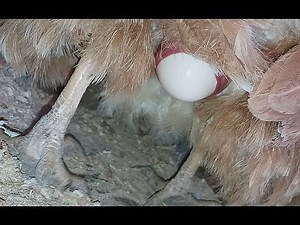 Chicken Laying Egg Slow Motion