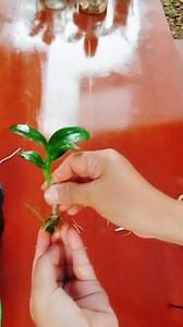 2K views · 24 reactions | Cocok untuk Pemula‼️ Cara Mudah menanam keiki Anggrek #reels #caramudahmenanamkeikianggrek #tanamanhias #gardening | Senja Orchid | Facebook