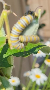 Beautiful monarch caterpillars 7 20 24 #milkweed #caterpillar #monarch | The Nature Nomad