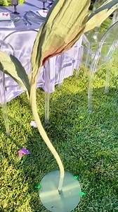 1.3K views | This enchanting butterfly-themed bridal shower was a perfect blend of charm and elegance, celebrating the bride-to-be in the most magical way! 曆 Catering: @sitcatering #insideweddings #catering #bridalshower #themedparty #weddingplanning #engaged #2025bride #bridalparty #maidofhonor #gettingmarried | Inside Weddings | Facebook