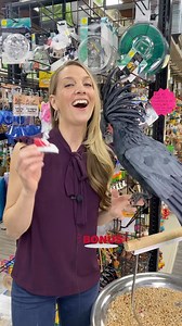 3K views · 249 reactions | Top 5 Favorite Foraging Toys ! #BONUS- The SNEAKER !! This is such a fun toy our parrots love them ! Check them out on our website! Link in Bio! #parrotstars #parrot #parrotlover #parrotlife #parrottoys #parrottoy #foraging #foragingtoy #bird #birds #birdsofinstagram #birdphotography #birdlovers #birdtoy #birdtoys #parrot #parrots #parrotsofinstagram | Parrot Stars | Facebook