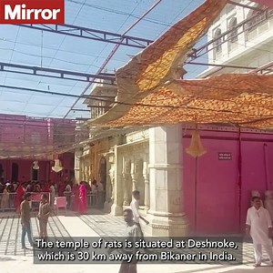 The most devoted even drink from the same milk which the rats bathe in. | The Mirror