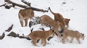 The lion cubs at the The Buffalo Zoo experienced their first snowfall! 🦁❄️ How cute is this?! (vid cred Buffalo Zoo) | Niagara Action