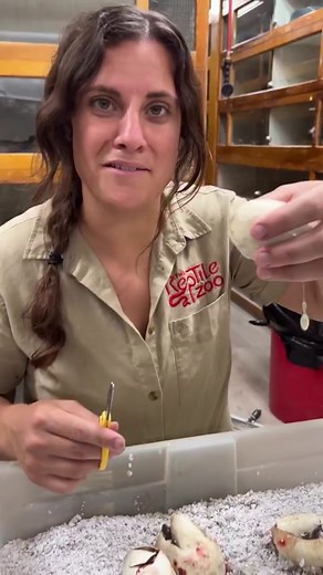 Giving my olive pythons a helping hand will increase the odds of their survival! 🙌🏻🥚🐍 I love this part of my job! 😊 • • • #snake #eggs #life #amazing #wow #birthday #reptile #party #reelsinstagram #mylife #reptilelover #python #amazing #video #animals #animallovers #style #hatching #egg | The Reptile Zoo