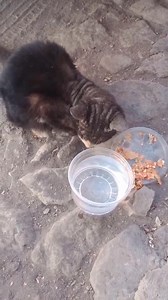 Es él gatito rescatado ayer con mucha sarna y con una anemia severa, aquí cuándo se lo encontraron le pusieron comida y agua y nada quiso y por eso inmediatamente me lo trajeron desde él pueblo de Jala Nayarit México, su estado es muy delicado, su excremento es con sangre, se está luchando por su vida está canalizado pero su estado es delicado.🥹🙏😿 #SalvandoHuellas #MamaNena #PorLosQueNoTienenVoz #salvandohuellasenaccion | Salvando Huellas Ixtlán
