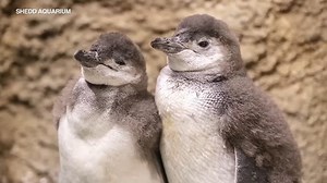 Shedd Aquarium seeks help naming its newest penguins