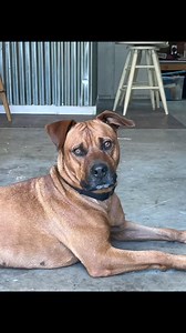 Meet CoCo 💕 – a Sweet & Smart Girl Looking for Her Forever Family! CoCo recently had an amazing long weekend in a foster home, where she got to experience life outside the shelter. Her weekend foster family was so impressed with how quickly she showed them what a wonderful companion she could be. She LOVED playing with Bosa, their adopted rescue dog, and they took turns being the boss during playtime! Bosa was a fantastic playmate ~ sharing his home and toys with CoCo. She’s great in the car, s