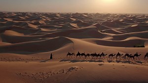 Aerial view of a camel caravan crossing vast desert dunes at sunset, capturing a cinematic video | Premium Stock Video Footage
