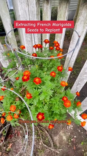 800 reactions · 69 shares | Marigolds' roots and stems give off a...