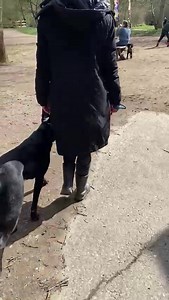 29 reactions | Working in busier environments with Koda, who was previously strong on the lead and could be snappy with passers by. | insync K9 | Facebook