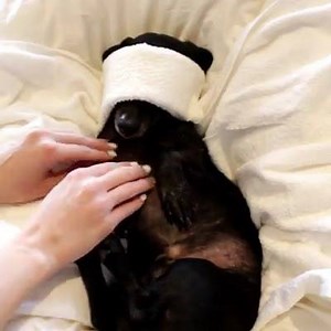 144K views · 3K reactions | Um spa bom pra cachorro | Minions Sinceros | Facebook