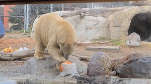 1.3K views · 29 reactions | Feast with a Beast at Utah's Hogle Zoo. Even the animals at the zoo got a Thanksgiving treat 不 | B98.7 | Facebook