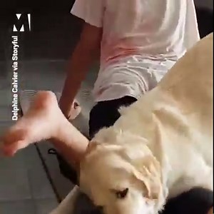 When you're trying to be healthy and do a home workout but your dog has FOMO 🤣🐕 | Metro