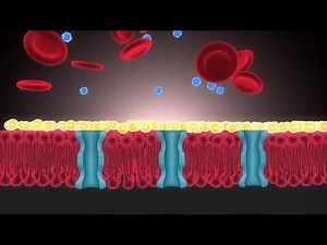 3D Medical Animation | Understanding Obesity at the Cellular Level | Pixozone Medical Animations
