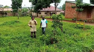 6.8K views · 514 reactions | Hot cake,hot cake , in kijabijo Gayaza road 50/100 @38m Kyapa mungalo electricity and water available. 1k from gayaza main road but mutesa For more details contact Mr Jackson 0704161643 | Amanda Magezi investments limited | Facebook