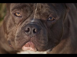 Can extreme breeding be done right?