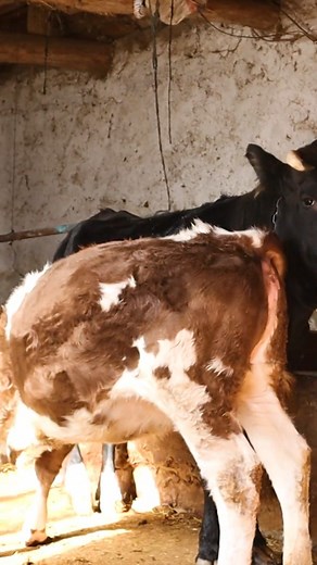 11K views · 58 reactions | hungry cow wants more #reels #village #villagelife #villagevlog #villagefood #villagepub #village #villagebeauty #villagecooking #villagediaries #villagelifestyle #villagelifechallenge #ittakesavillage #cook #cookie #cookies #cooking #cookieart #cookingtips #cookingathome #cookingwithlove #cookiedecorating #cookiesofinstagram #campfirecooking #mountainvillage #mountainchef #villagecooking #friedchicken | Outdoor Cooking | Facebook