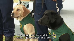 Dogs are helping Hong Kong's Customs Department sniff out guns. | HOY International Business Channel