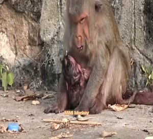 After giving birth, the old female monkey is pale and weak, giving birth is a real hell! | MiMi Monkey