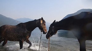 In natural waterways, horses paw to test the water's depth and riverbed bottom for any hazards before they drop and roll. In the wild, rolling in water is a natural self-grooming and -cooling behavior. Our guys enjoy it on hot summer days.#trailrides #trailriding #slowfeedernet #horselove #horselover #horseloverforever #horsepower | Handy Hay Nets