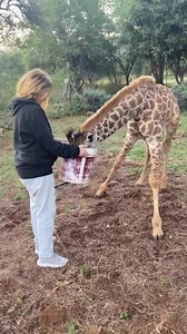 Cleopatra’s milk bath in the making. Thank you dearest Süleyman for sharing your love and breakfast with everyone around. We sure do appreciate it and we do love you. #giraffe #orphananimal #girafferescue His rehabilitation with us comes to an end very soon and he will move to wilderness where we can monitor his progress. He deserves to be wild and free. Please support his freedom by contributing | Wild at Life