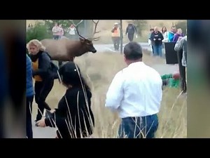 Elk rams man at Yellowstone National Park
