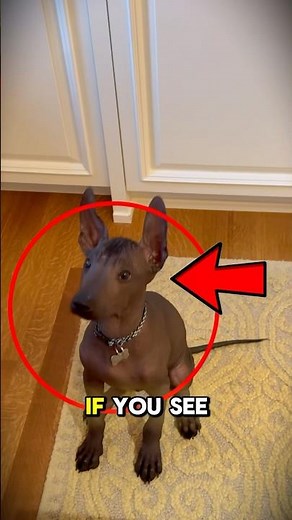 This Hairless Dog Has a Dark History 😳 #viral #Xolo #viralshorts