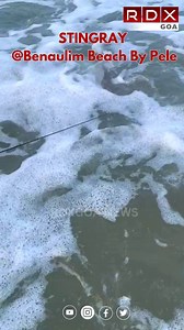 STINGRAY #Benaulim Beach By Pele | Rdx Goa Infotainment Channel