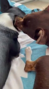 #403🐶 9 month Chihuahua 🤣 Chocolate tried to be good to his brother.