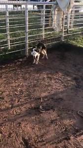 Bc Dan first work. | McDonald Stock Dogs