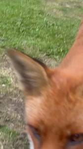 Fox Morning ❤️ Video credit@Tina Mcgill #foxoftheday #Foxes #fox #foxy #foxgarden #foxanimaljam #foxtrotdeltatango | Save The Foxes