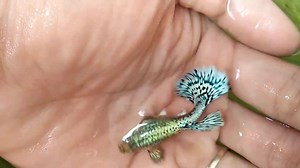 Green Dragon female | Guppy Dragon
