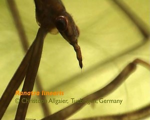 Feeding behavior of the water stick insect (Ranatra linearis L.)