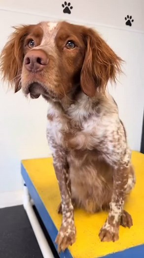 ❄️🐾 Some pups are built for snowy adventures, but others might need a little extra help to keep their paws cozy! Whether it’s zooming through the snow or rocking some stylish booties, winter fun is for every dog! ❄️🐶 #FunFactFriday #MuttzWithMannerz | Muttz with Mannerz