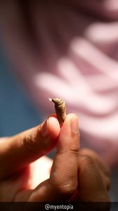 Who knew pupa could bust a move? This butterfly-to-be is twitching its way to stardom! 🎵🦋The pupa is moving because of the remarkable changes happening inside it during the process of metamorphosis. Inside the pupa, the caterpillar's body undergoes a complete transformation into the adult butterfly's structures. This transformation involves the breakdown and reorganization of tissues, the development of wings, legs, antennae, and other adult features.The movements observed in the pupa are a re