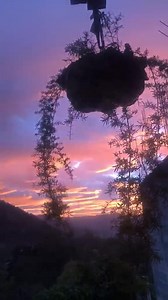 Canal Cuatro Oro Rey on Reels